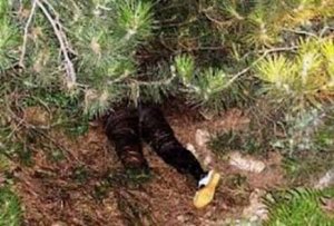 Bacısını öldürüb Xoşqədəmin verilişində onu Bacısını öldürüb Xoşqədəmin verilişində onu