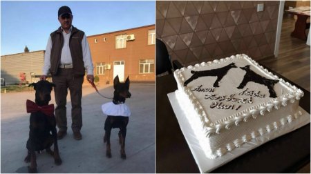 Yeni ailə quran itlər danışdı: “İnsanlar bizə paxıllıq edir” - ANTİŞOU