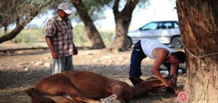 At kəsib satanlar niyə həbs olunmur?