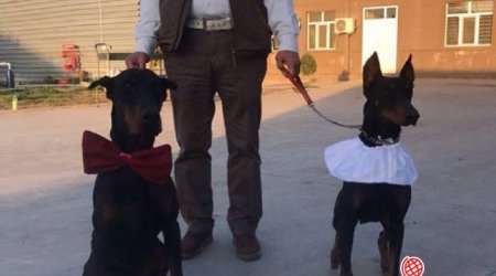 Azərbaycanda biznesmen itlərinə toy etdi