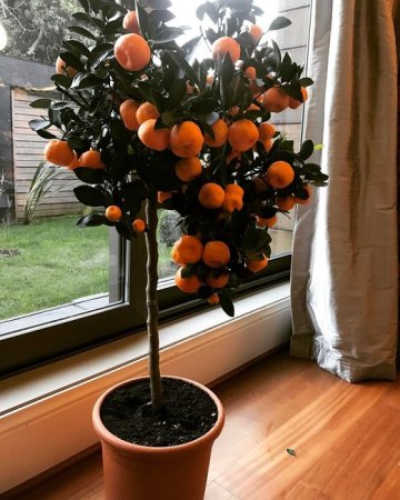 Ziya Məmmədovun oğlu üzə çıxdı - Bu paylaşımı etdi - FOTO