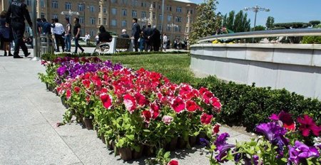 Nərimanovda güləkmə kampaniyası keçirildi