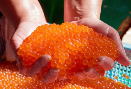 Şadlıq evlərində insanlara verilən 2 dollarlıq kürülər: Saxta kürülər necə hazırlanır?