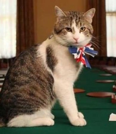 Alyaskanın pişik meri dünyasını dəyişib