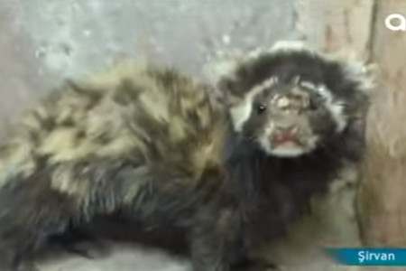 Şirvanda qəribə canlı peyda oldu..