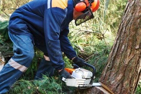 Lənkəranda söyüd ağaclarını kəsən şəxs 2450 manat cərimələnib..