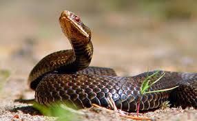 İlan 8 yaşlı uşağın başından sancdı - Göyçayda...