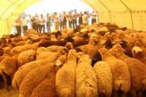 Nazirlik Qurban bayramı ilə əlaqədar sahibkarlara müraciət edib