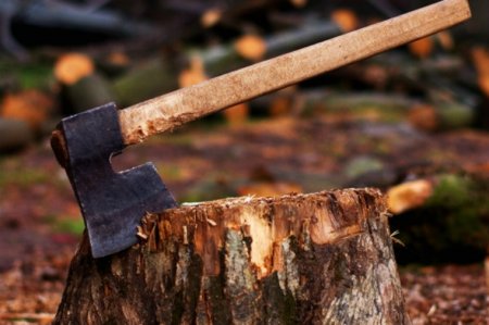 Qanunsuz ağac kəsənlər saxlanıldı...