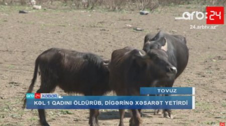 Azərbaycanda camış bir qadını öldürdü, digərini yaraladı - YENİLƏNİB - VİDEO
