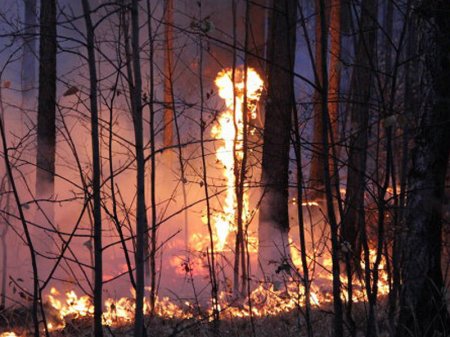 Oğuzda meşə zolağı yanır...
