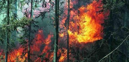 Qəbələdəki meşə yanğını qəsdən törədilib (RƏSMİ)....