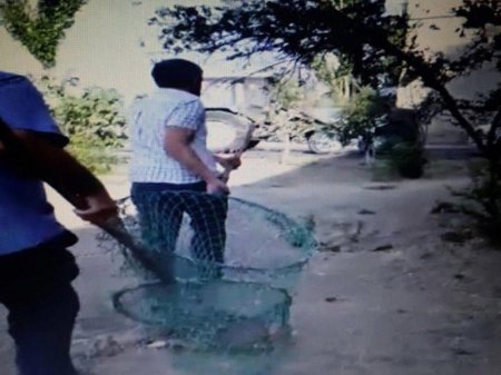 Sumqayıtda 5000 it belə zərərsizləşdirildi ...