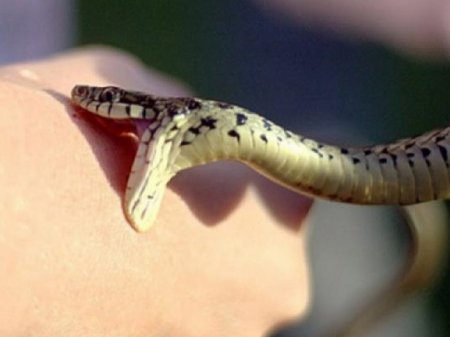 İlan, əqrəb, qaraqurd sancmalarının statistikası - 79 nəfər qurban...