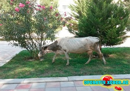 ŞİRVAN PARKLARINDA “KEF ÇƏKƏN” İNƏKLƏR -“Yaşıl soyqım”-a niyə göz yumulur