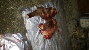 Bərdədə 100 kq at əti müsadirə olundu