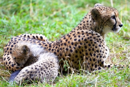 Dünyada 28 min 500 heyvan və bitki növü təhlükə altındadır Dünyada 28 min 500 heyvan və bitki növü təhlükə altındadır