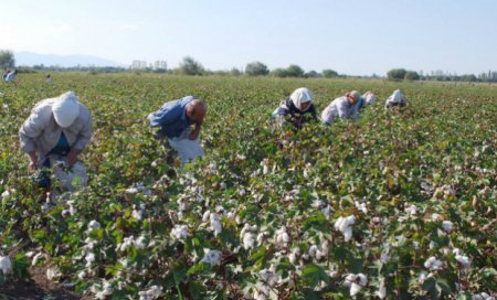 Pambıq tədarükü 207 min tona yaxınlaşıb