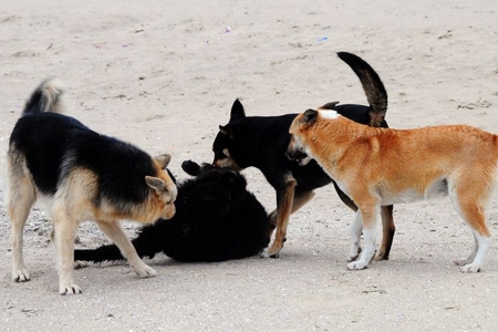 Şəkidə 12 yaşlı uşağı sahibsiz it dişləyib