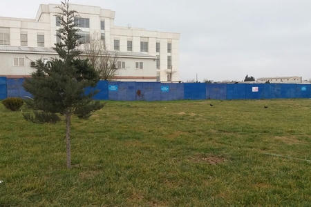 Binəqədidə parkdan 200-ə yaxın ağac bir gecədə oğurlandı