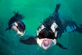 İLK DƏFƏ: Qatil balina danışmağa başladı - İlk sözü bu oldu / FOTOLAR