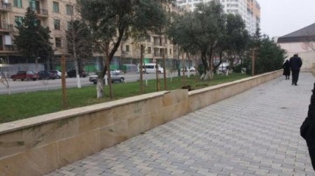 Xırdalanda "yaşıl soyqrım”: İcra başçısı nə qanuna, nə insanların hissiyyatına hörmət edir-FOTOLAR