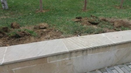 Xırdalanda "yaşıl soyqrım”: İcra başçısı nə qanuna, nə insanların hissiyyatına hörmət edir-FOTOLAR