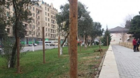 Xırdalanda "yaşıl soyqrım”: İcra başçısı nə qanuna, nə insanların hissiyyatına hörmət edir-FOTOLAR