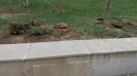 Xırdalanda "yaşıl soyqrım”: İcra başçısı nə qanuna, nə insanların hissiyyatına hörmət edir-FOTOLAR