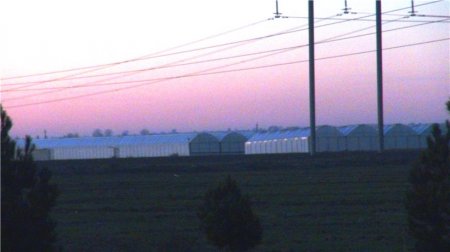 Fazil Məmmədovun 200 “kitayski roza” istixanası üzə çıxdı