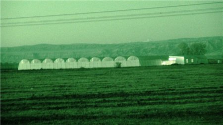 Fazil Məmmədovun 200 “kitayski roza” istixanası üzə çıxdı