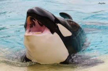 İLK DƏFƏ: Qatil balina danışmağa başladı - İlk sözü bu oldu / FOTOLAR