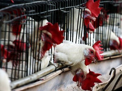 Dövlət Xidməti qadağa qoyub, Gömrük Komitəsi isə əməl etmir Dövlət Xidməti qadağa qoyub, Gömrük Komitəsi isə əməl etmir