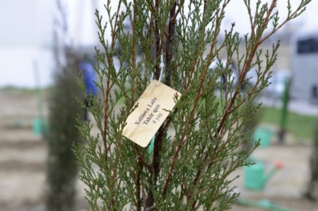 Leyla Əliyeva "Xocalıya ədalət!" kampaniyası çərçivəsində ağacəkmə aksiyasında iştirak edib