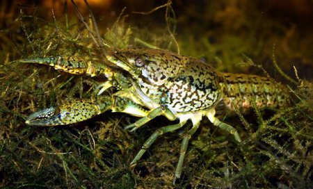 Bu canlı tezliklə dünyanı “istila” edəcək — Avropa qadağa qoydu