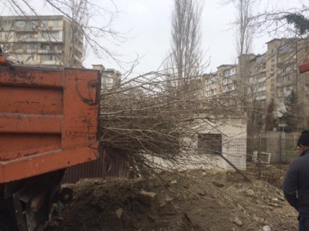 Xətai rayonunda yaşıllığı məhv edənlər kimdir? - FOTOLAR