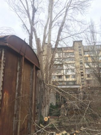 Xətai rayonunda yaşıllığı məhv edənlər kimdir? - FOTOLAR