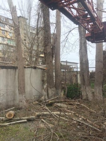 Xətai rayonunda yaşıllığı məhv edənlər kimdir? - FOTOLAR