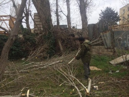 Xətai rayonunda yaşıllığı məhv edənlər kimdir? - FOTOLAR