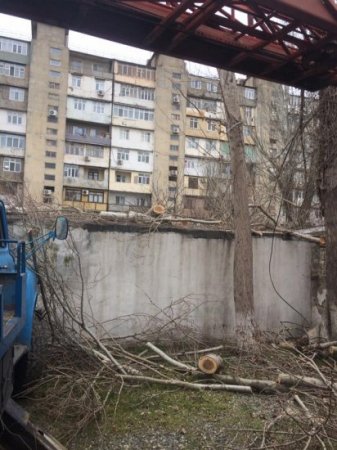 Xətai rayonunda yaşıllığı məhv edənlər kimdir? - FOTOLAR