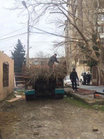 Xətai rayonunda yaşıllığı məhv edənlər kimdir? - FOTOLAR