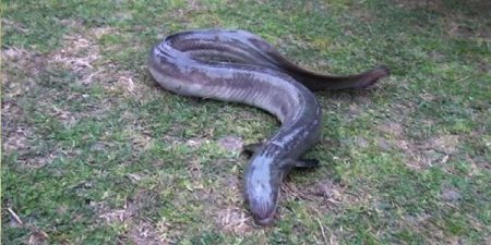 Azərbaycanda qeyri-adi balıq tutuldu: suda üzür, quruda sürünür (VİDEO)