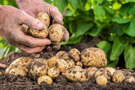 “Bölgələrdə yerli məhsullar çürüyür, alan yoxdur” ittihamına dövlət qurumlarından cavab