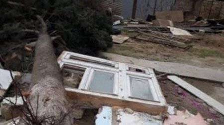 Bakıda külək 17 ağacı aşırdı: Yol bağlandı – FOTO