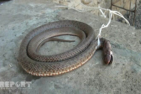 Goranboyda ilanlar evlərə hücum edib