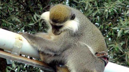 Meymundan gözlənilməz hərəkət — Evdən uşaq qaçırdı