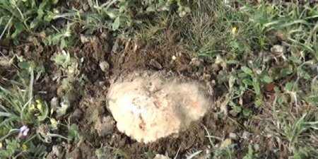 Goranboyda quzu ətindən baha bitki (VİDEO)