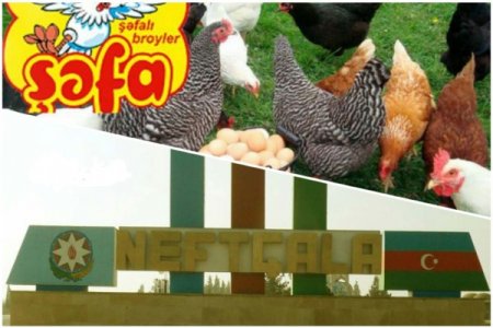 “Şəfa Broyler”dən QİYMƏT SABOTAJI - Hədəfləri nədir?