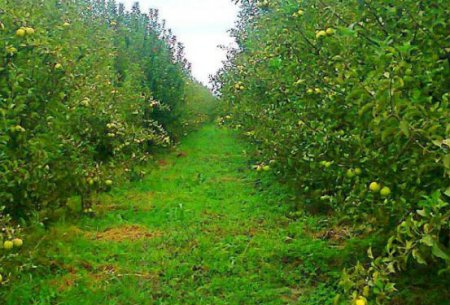 Ölkədə YENİLİK! Aqrobağlar salınacaq