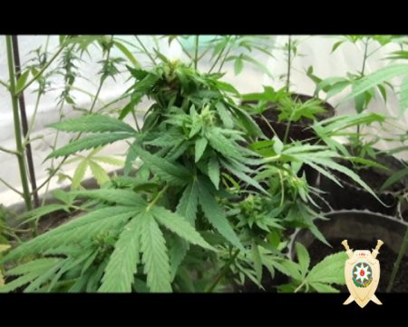 Balakəndə narkotik maddələrin emal edildiyi qeyri-qanuni laboratoriya aşkar edilib (FOTO)